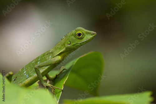 Green crested lizard  Bronchocela cristatella   Borneo