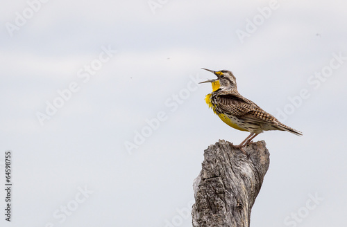 Western Meadowlark