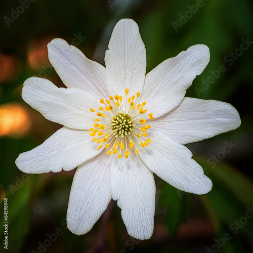 Windflower in closeup durin...