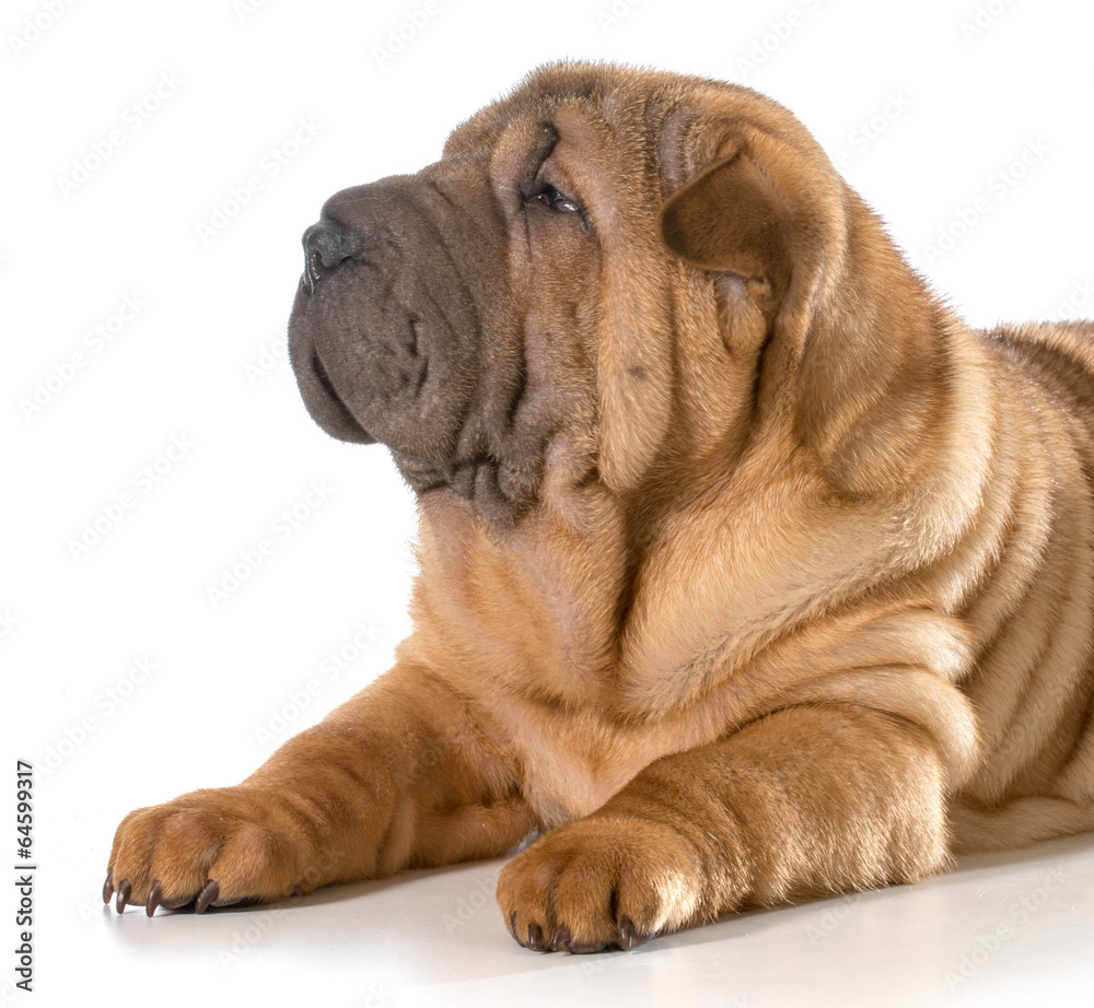 Obraz premium chinese shar pei puppy