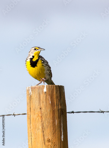 Western Meadowlark