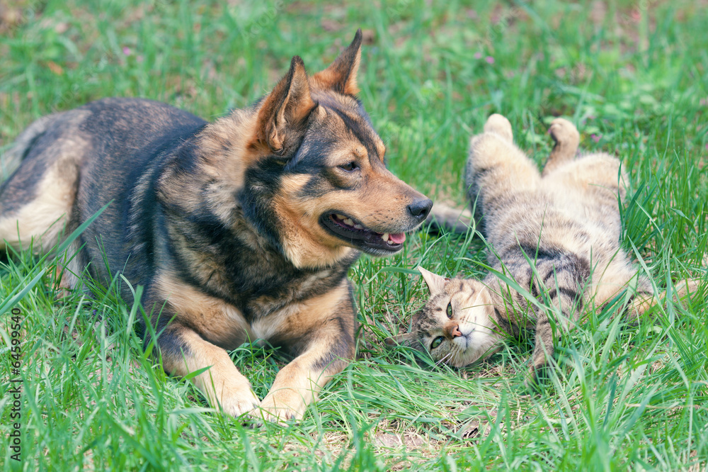 Dog and cat playing together outdoor. Cat lying on the back