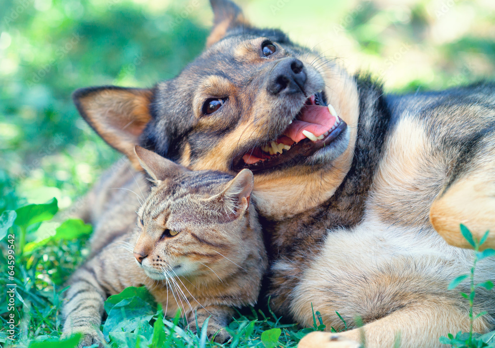 Fototapeta premium Dog and cat playing together outdoor