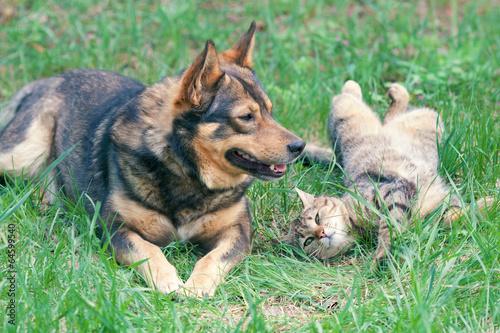 Obraz na płótnie Dog and cat playing together outdoor. Cat lying on the back w salonie