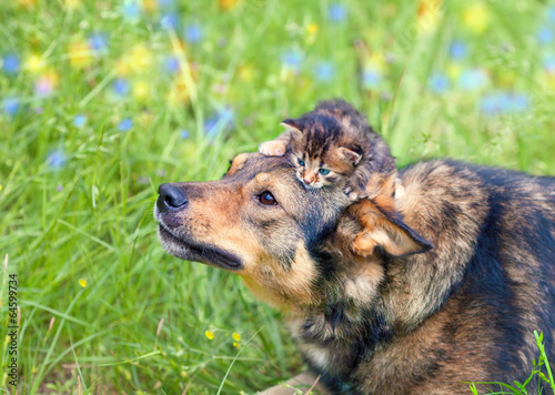 Canvas Print Little kitten lying on dogs head