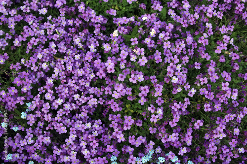 tiny violet flowers background