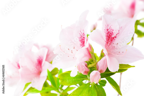 Pink azalea flowers