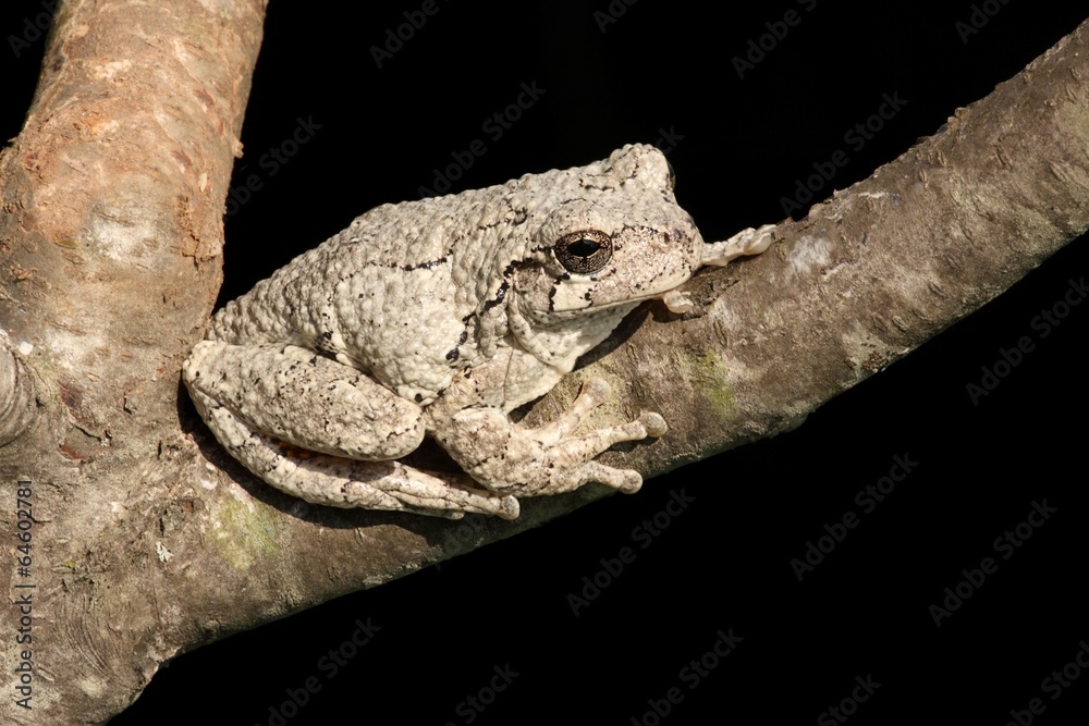 Naklejka premium Gray Tree Frog (Hyla versicolor)