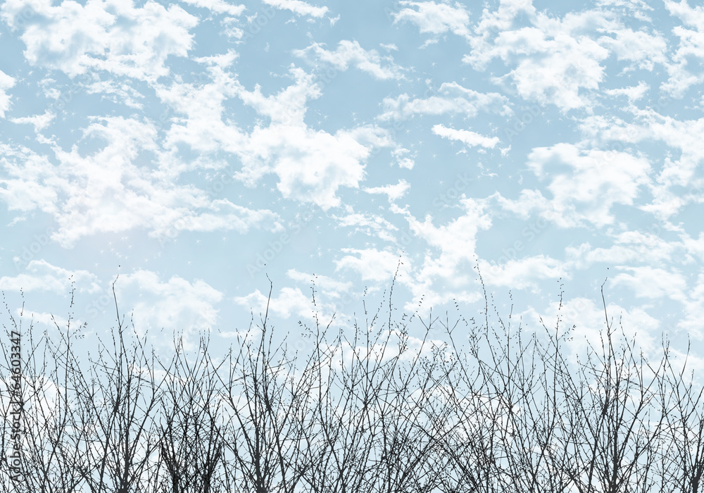 Obraz premium 空と木背景・冬空