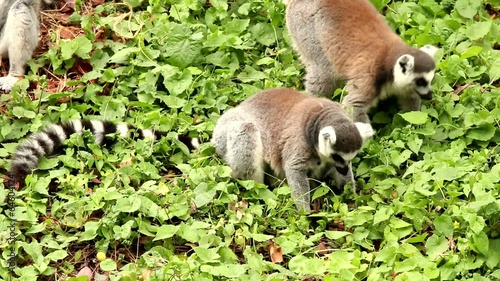 Lemur in nightsafari chiangmai Thailand photo