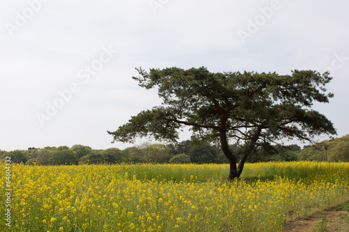 松と菜の花