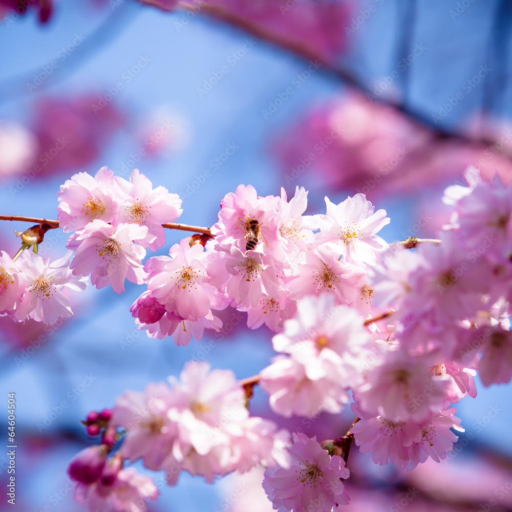 Fototapeta premium Beautiful Cherry blossom , pink sakura flower