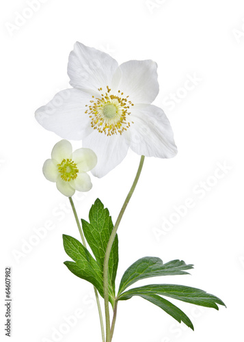 Fotografie, Obraz Beautiful white anemones flowers isolated on white