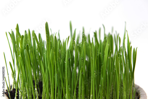 fresh green grass with water drops