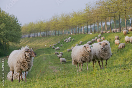 sheep on a hill