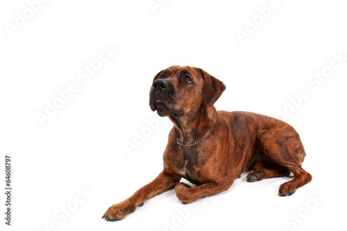 Boxer dog in front of white background