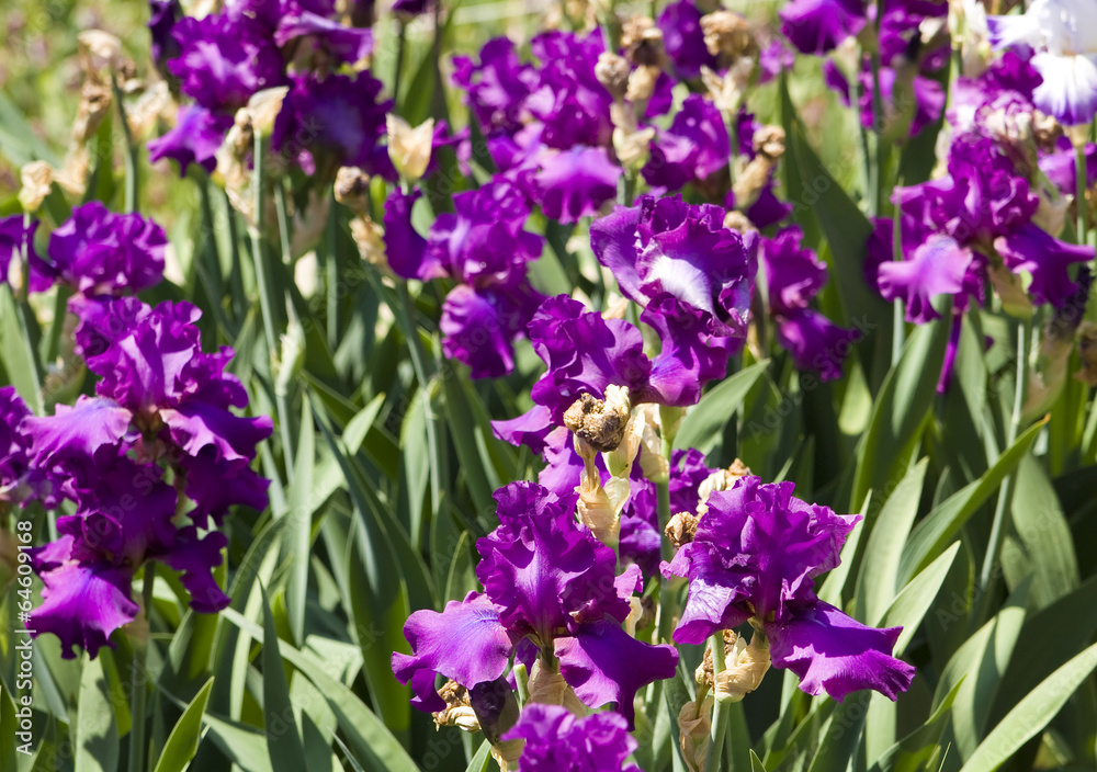 Fototapeta premium Violet irises