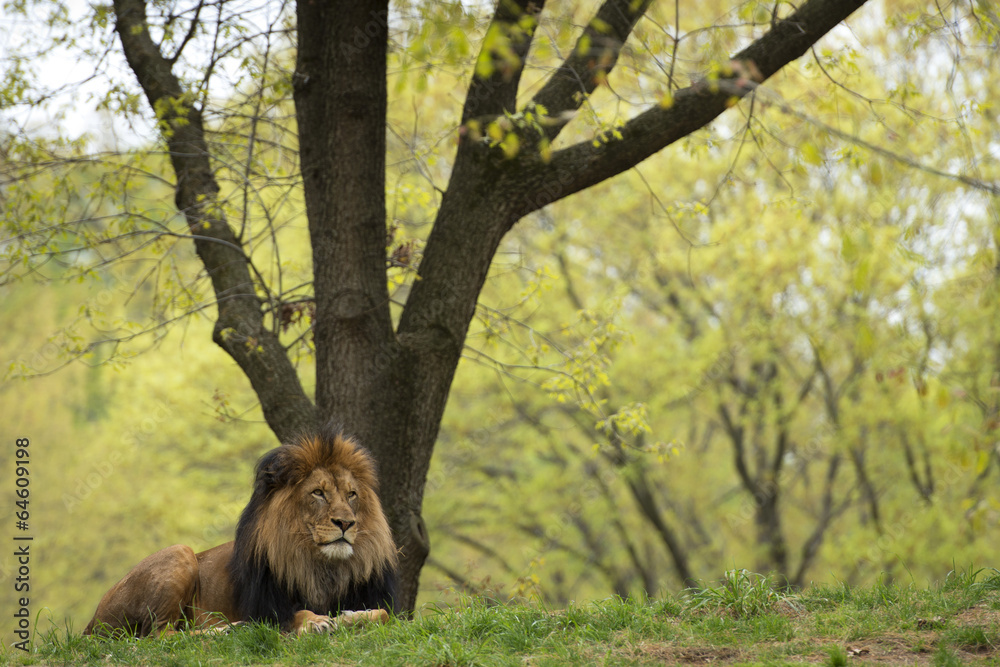 Naklejka premium male lion on forest savana background