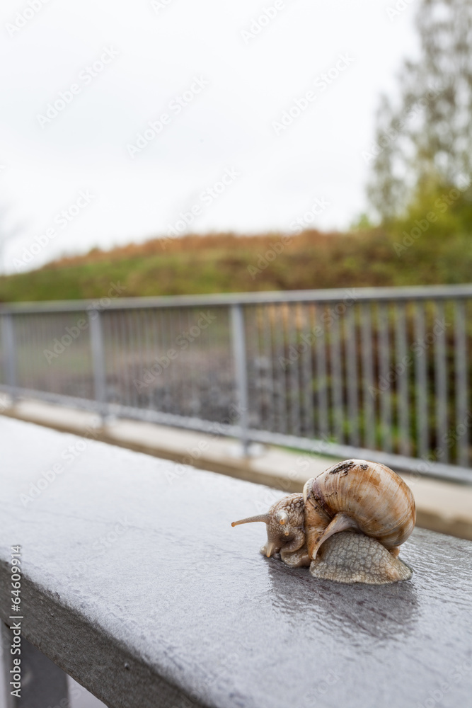 Fototapeta premium snail