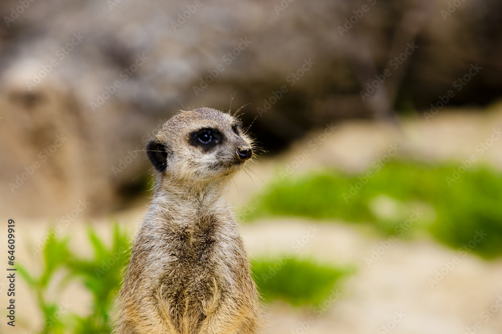 Meerkat Portrait Meerkat Portrait