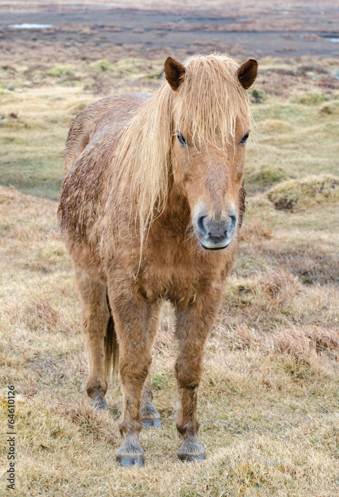 Fototapeta premium Icelandic horse