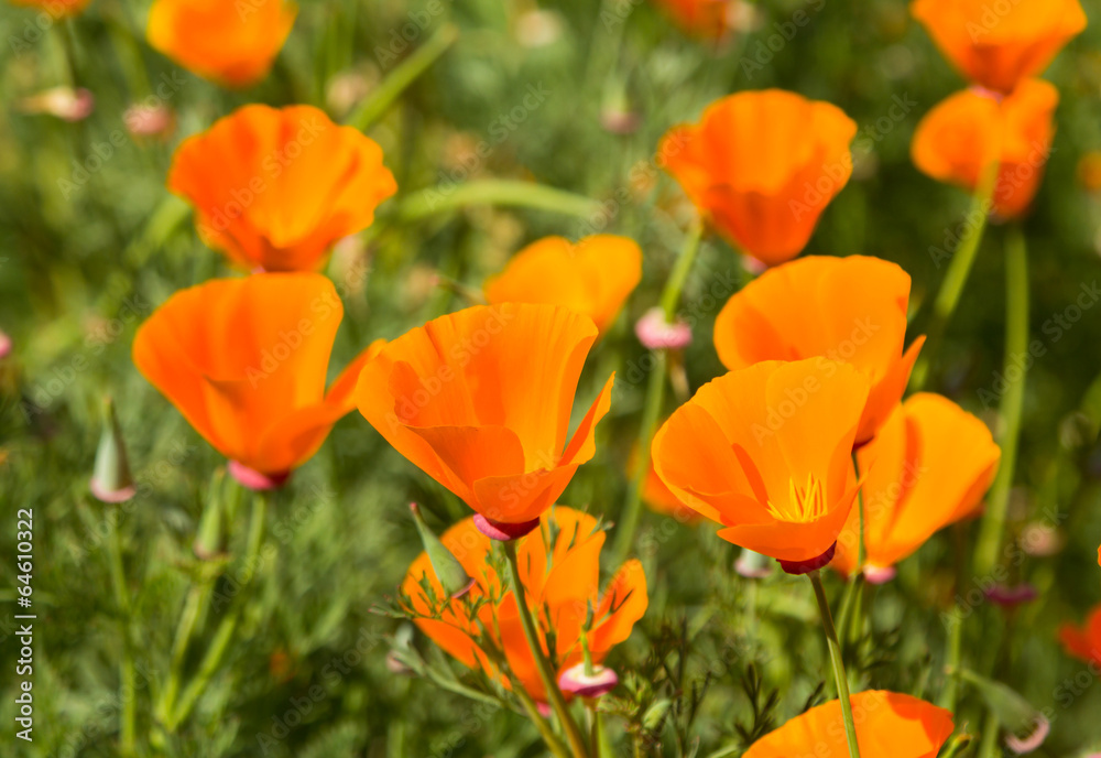 Yellow poppy on green field closeup Yellow poppy on green field closeup