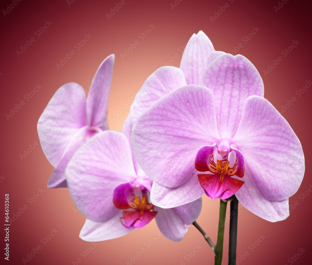magenta orchid
