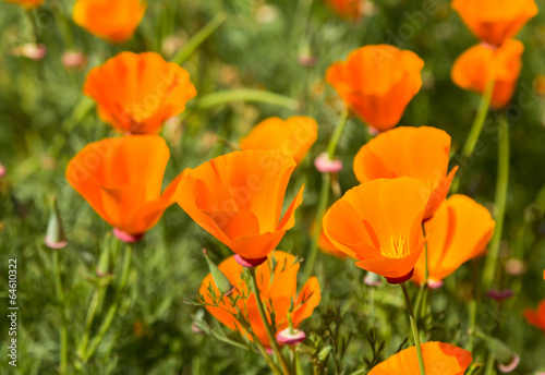 Yellow poppy on green field closeup