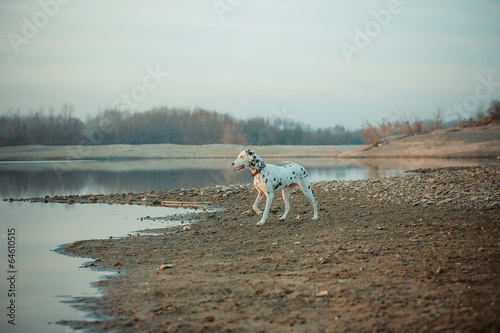 Dalmatian dog