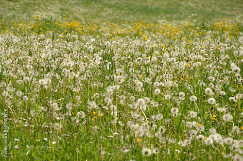 Wiese mit Löwenzahn