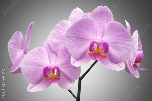 Fototapeta Naklejka Na Ścianę i Meble -  magenta orchid