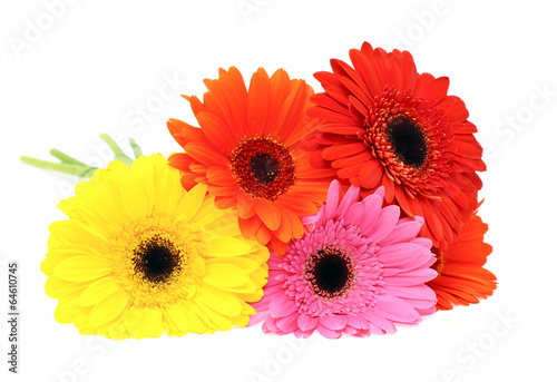 Gerbera Flower Isolated on White Background