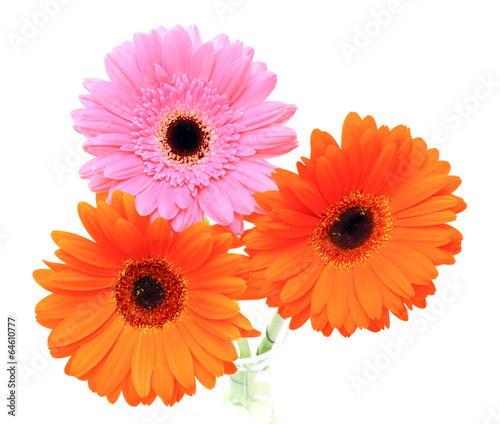 Gerbera Flower Isolated on White Background