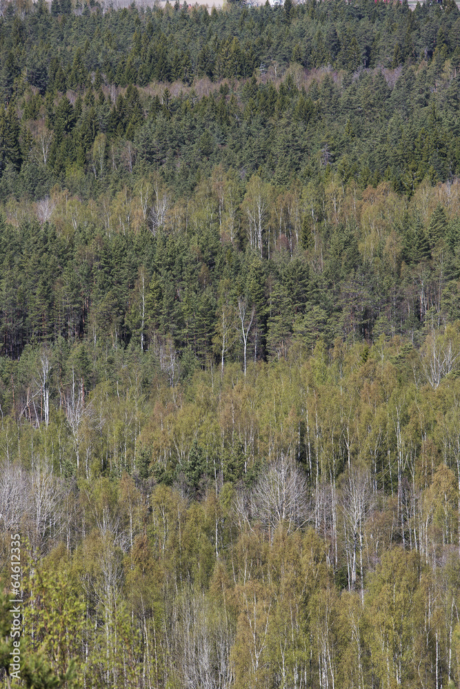 Forest Forest