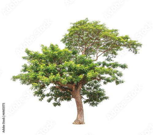 Rain tree (Albizia saman), tropical tree in Thailand
