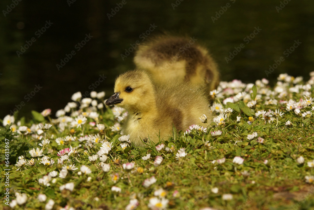 Fototapeta premium Canada Goose, Branta canadensis