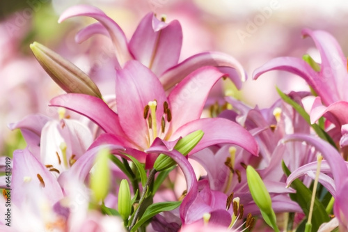 Fototapeta Naklejka Na Ścianę i Meble -  Lily