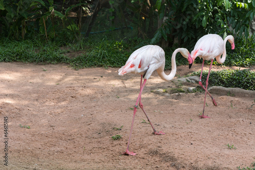 Walking Flamingos (Phoenicopterus ruber)
