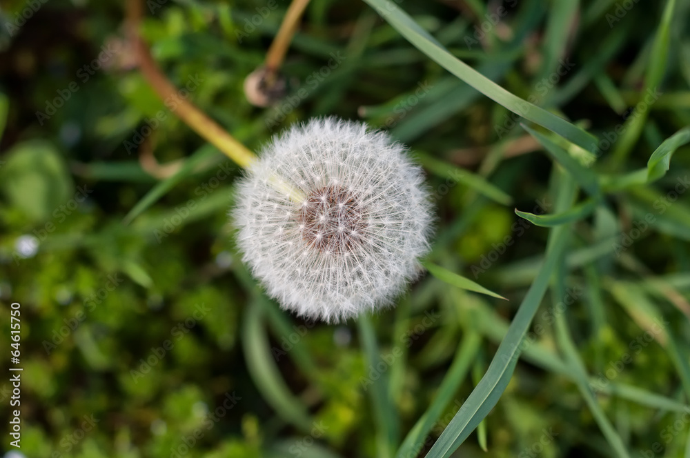 Dandelion in the grass Dandelion in the grass