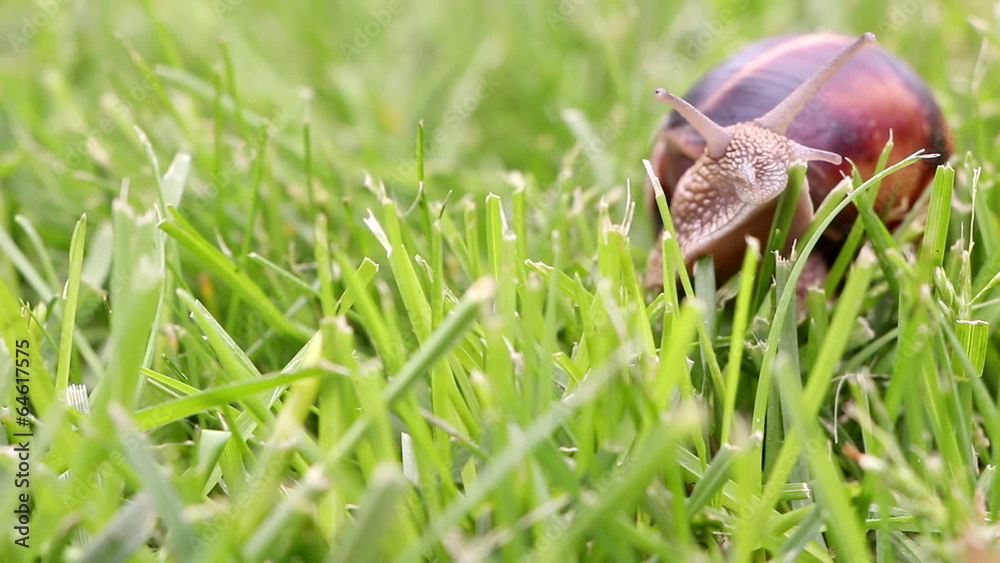 Snail searching for food, close up Snail searching for food, close up