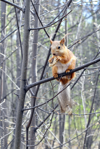 a red squirrel on the branch eating bread © valemi