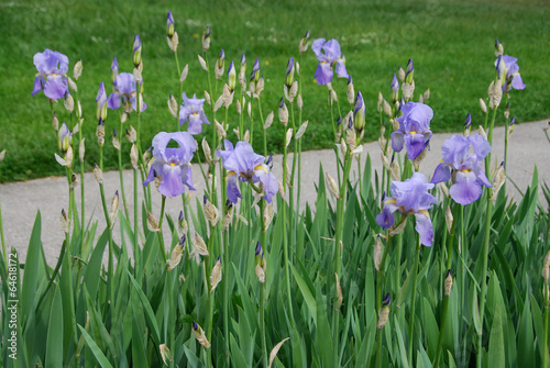 Bilde på lerret Garden bed with irises