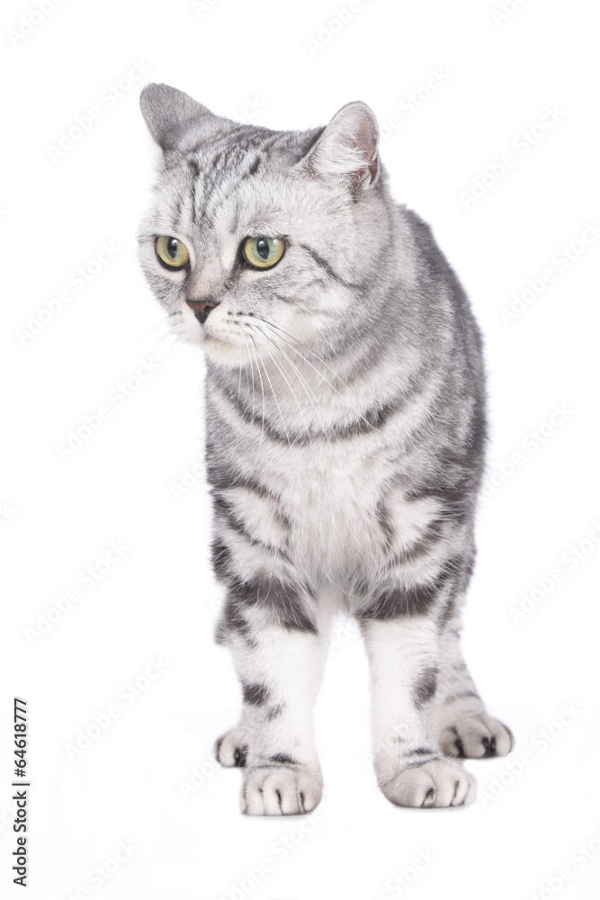 Fototapeta premium Mißmutige Britisch Kurzhaar Katze