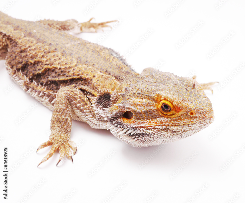 Naklejka premium agama on a white background