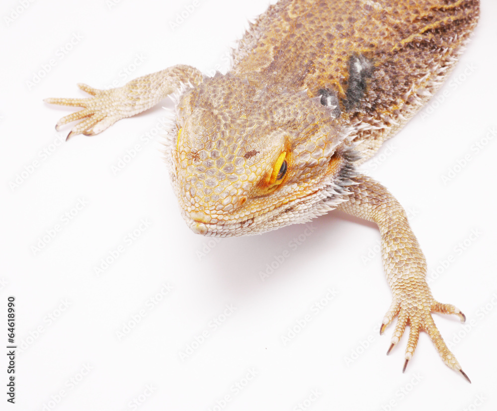 Obraz premium agama on a white background