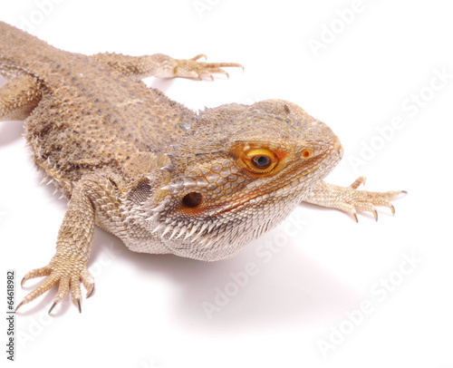 agama on a white background