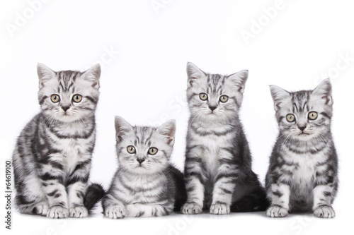 Fünf süße Katzenbabies nebeneinander auf weiß
