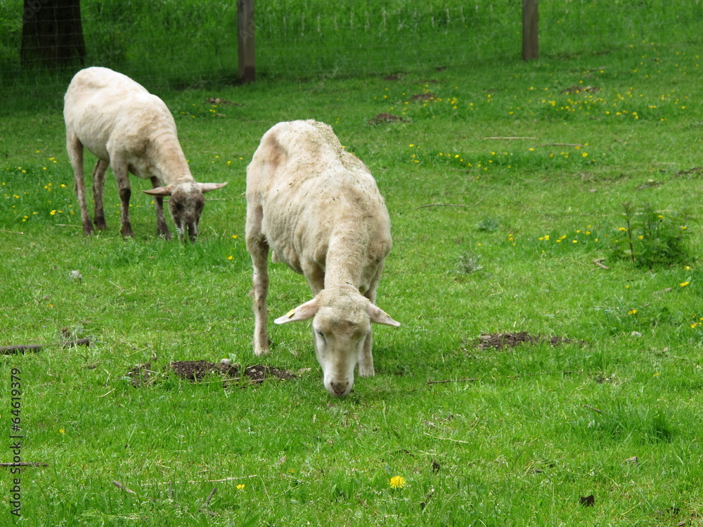 schafe auf der weide schafe auf der weide