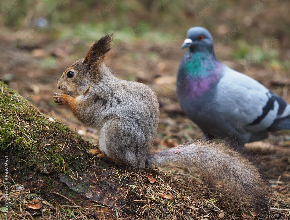 squirrel in the forest squirrel in the forest