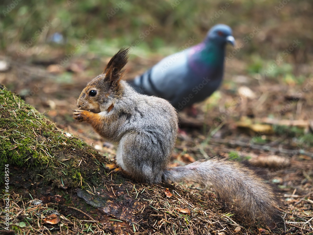 squirrel in the forest squirrel in the forest